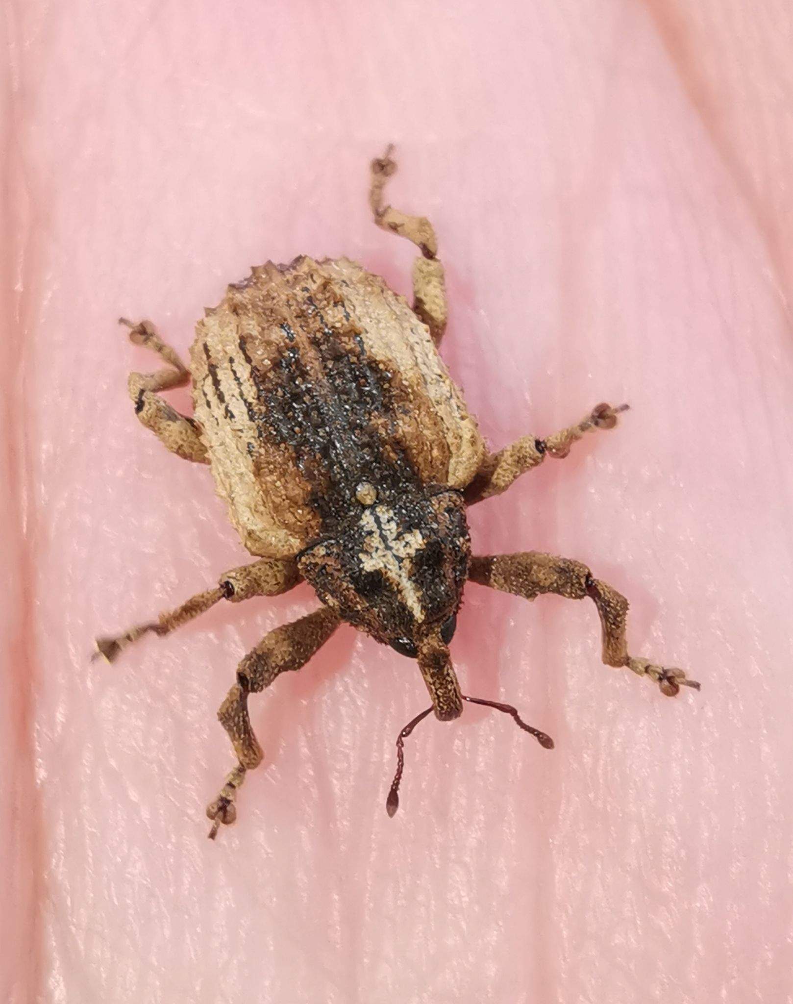 Sternochetus olivieri
