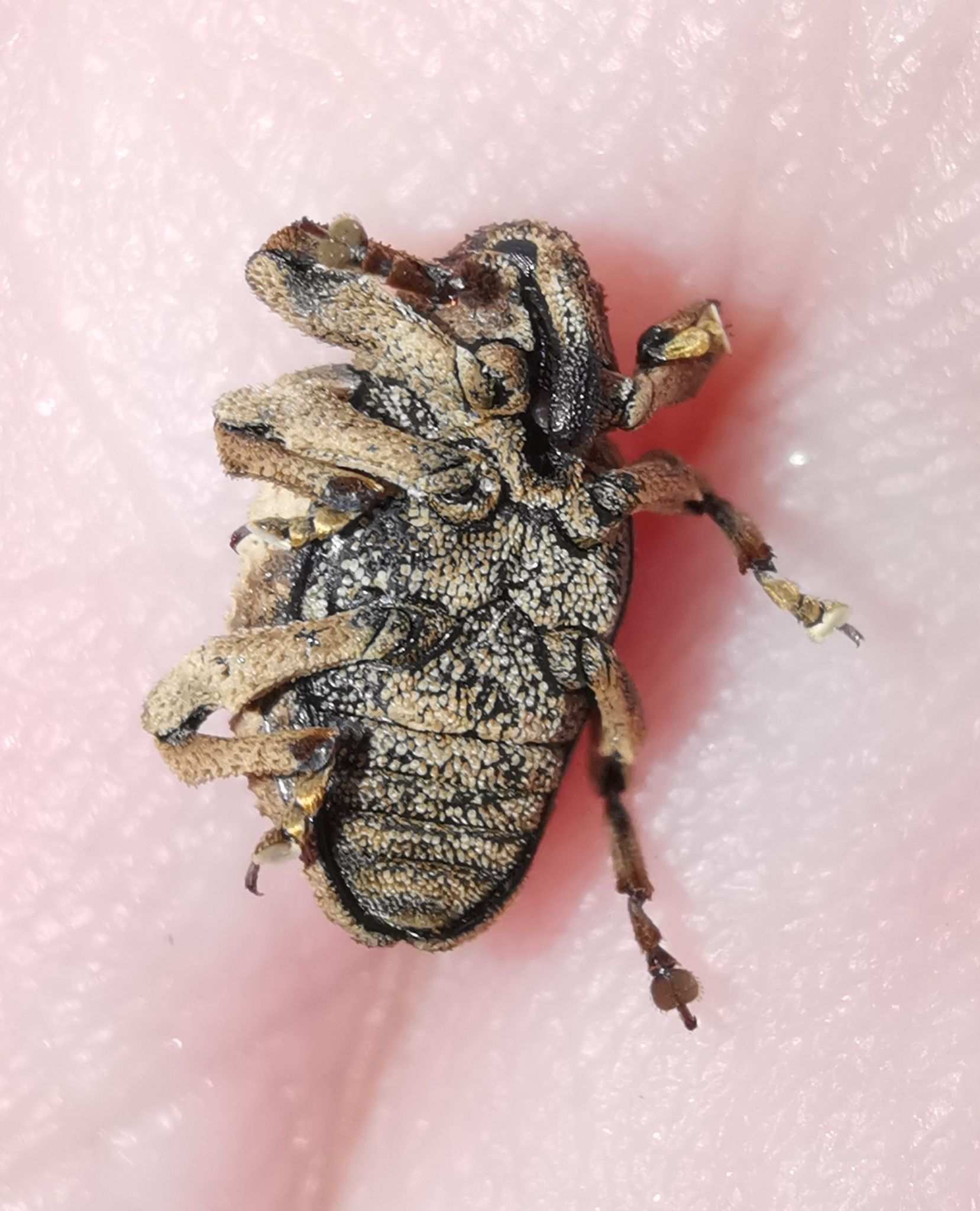 Sternochetus olivieri