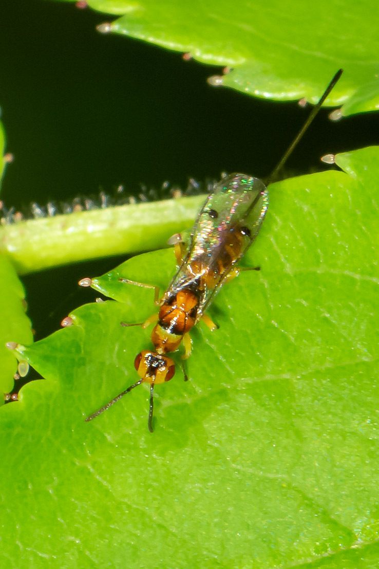 Megastigmus aculeatus