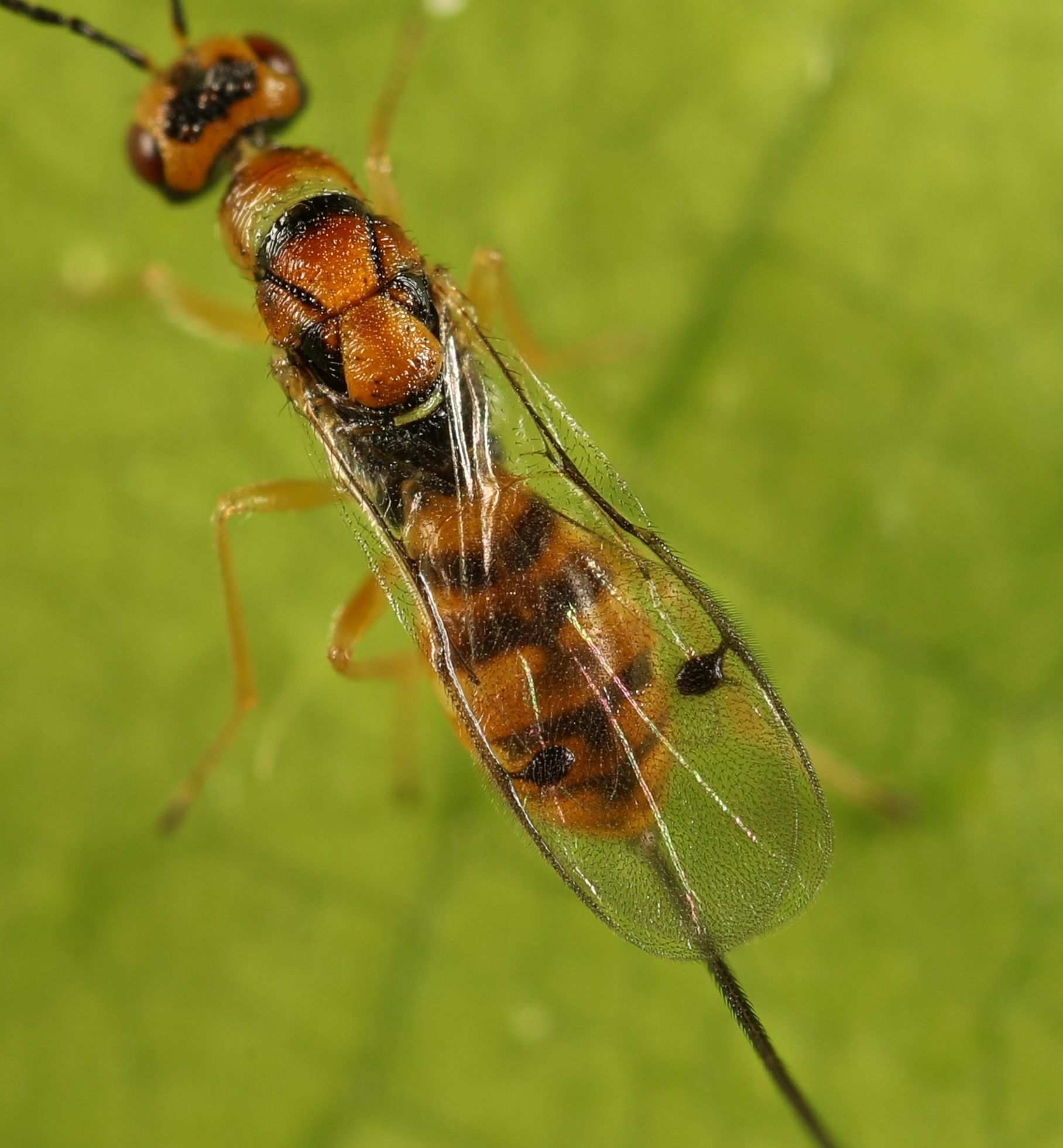 Megastigmus aculeatus
