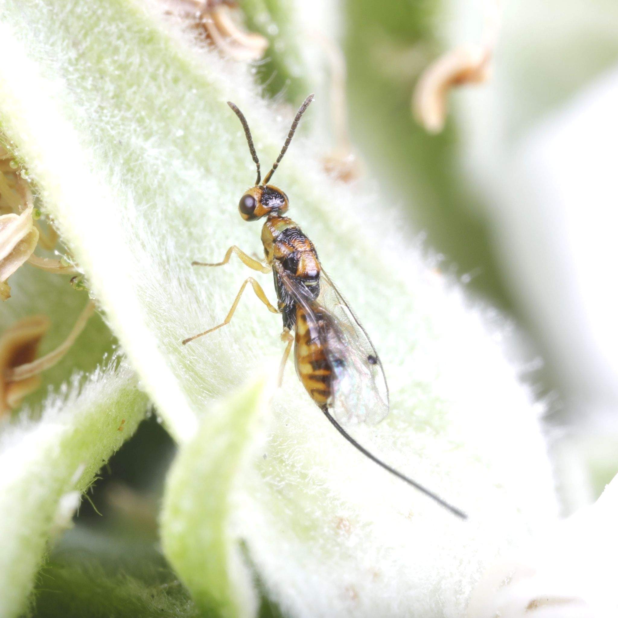Megastigmus aculeatus