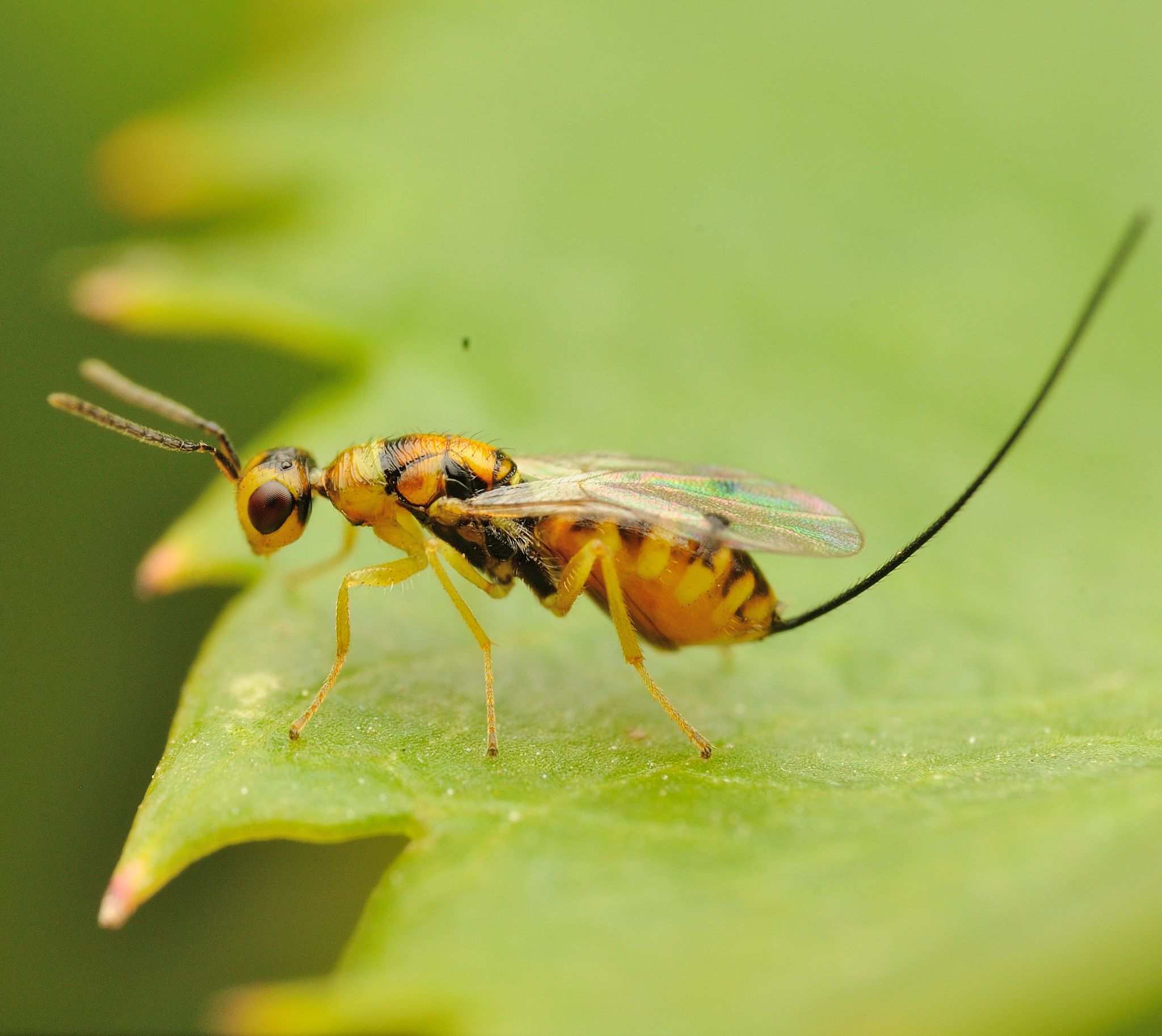 Megastigmus aculeatus