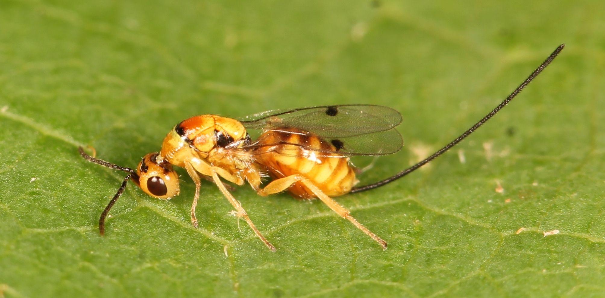 Megastigmus aculeatus