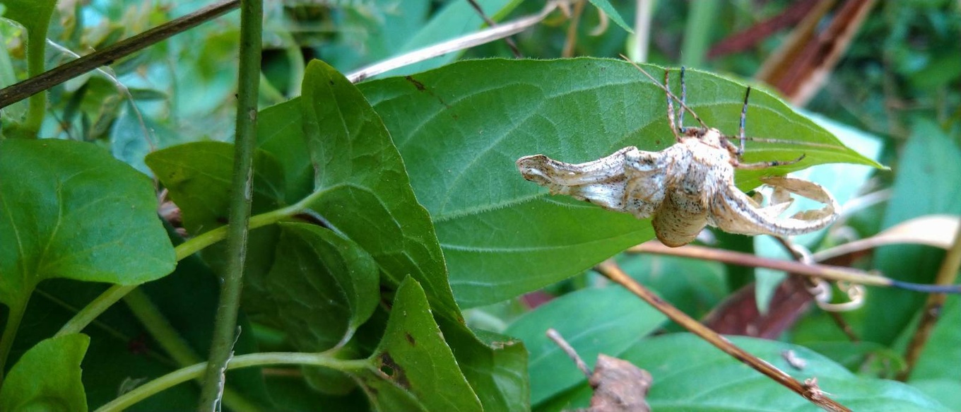 Biston suppressaria