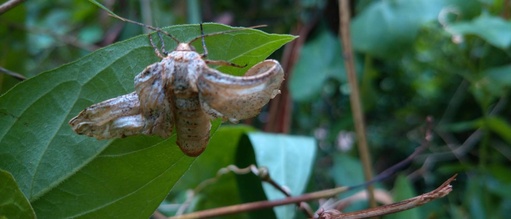 Biston suppressaria