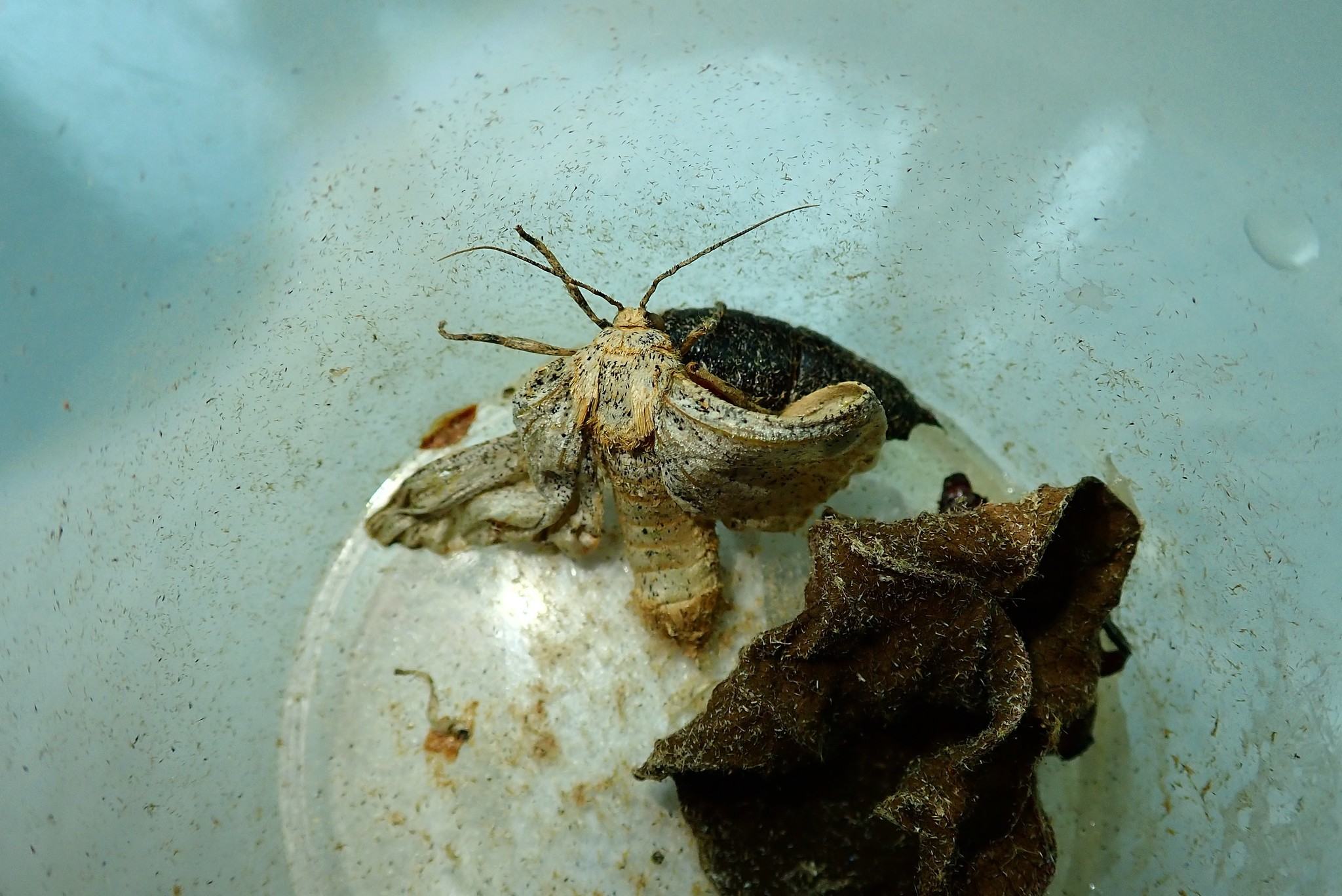 Biston suppressaria