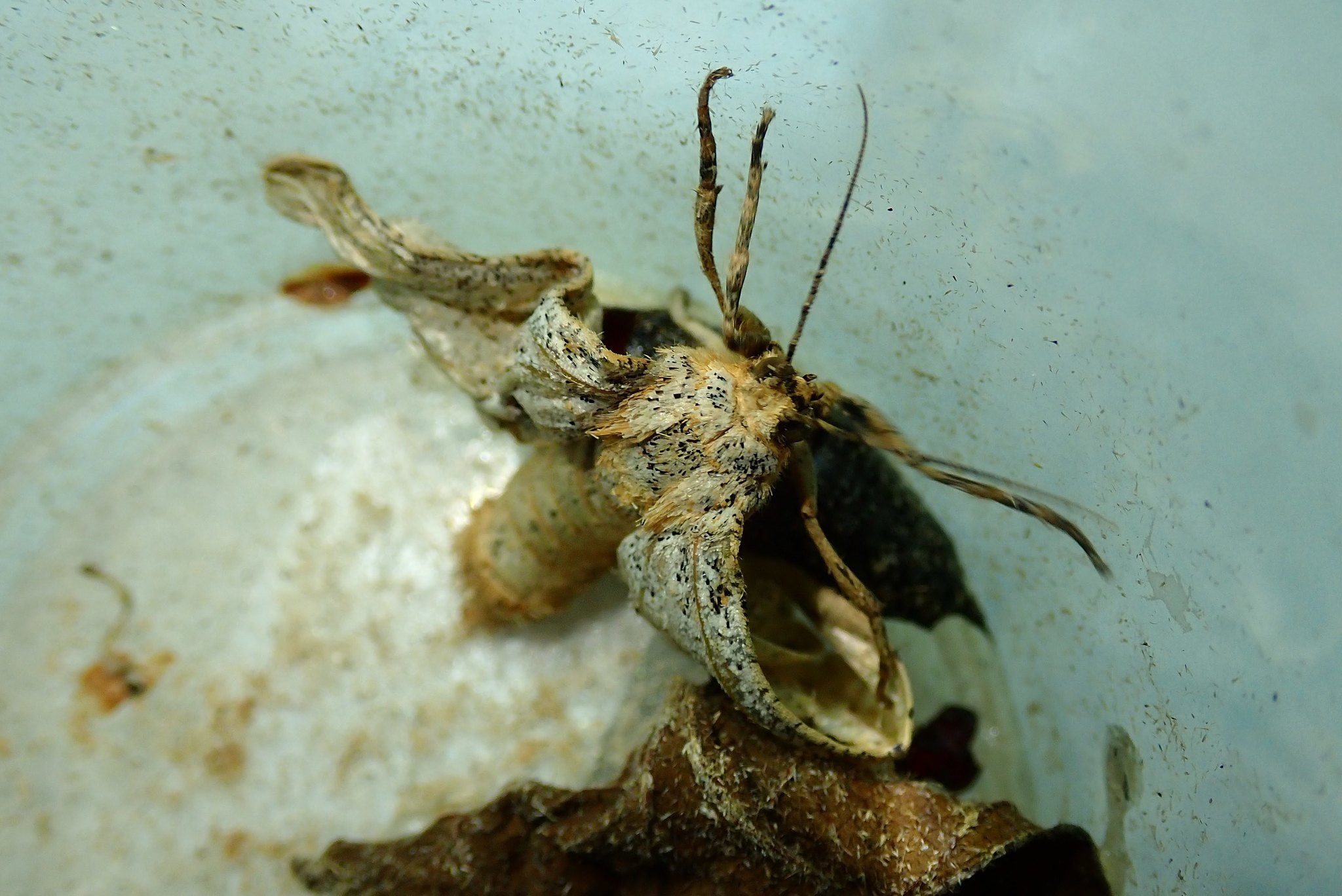 Biston suppressaria