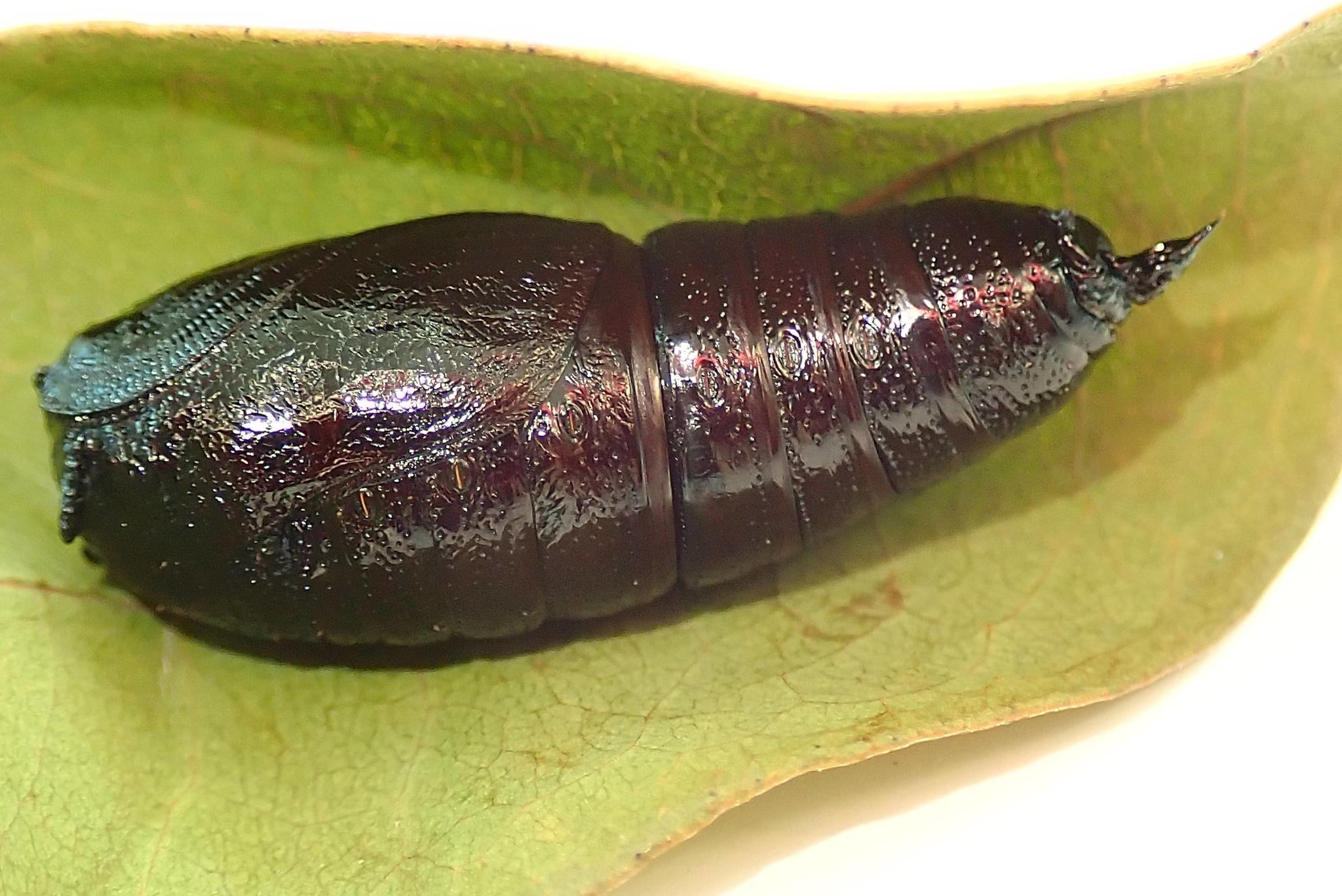 Biston suppressaria