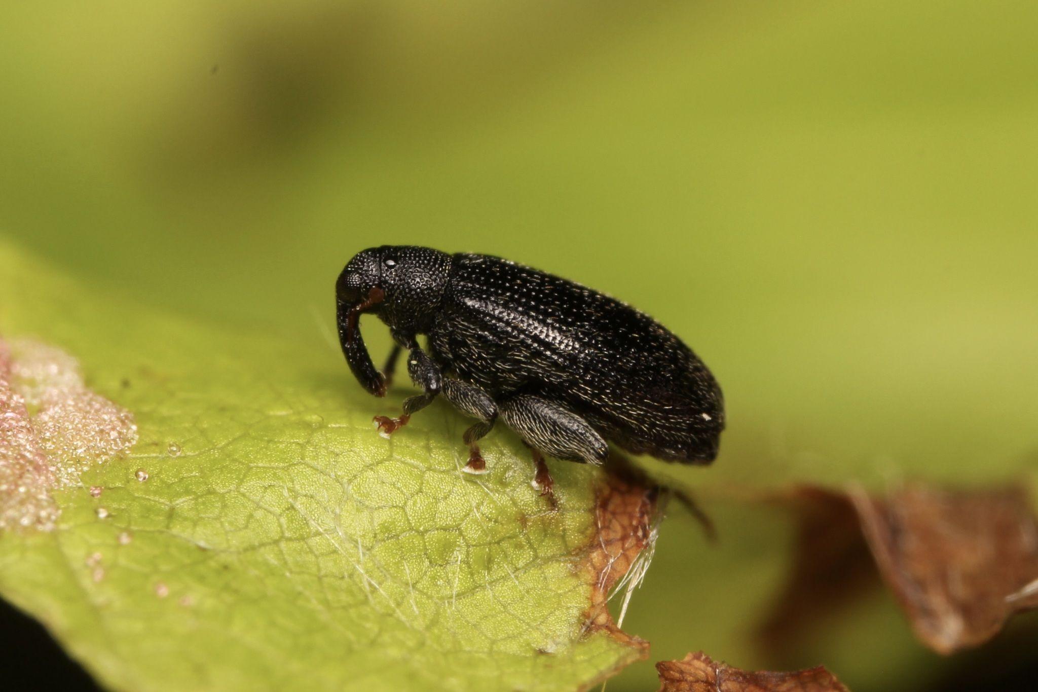 Rhynchaenus