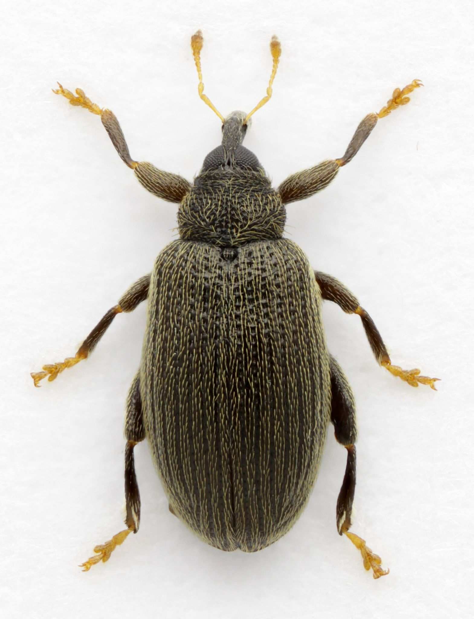 Rhynchaenus