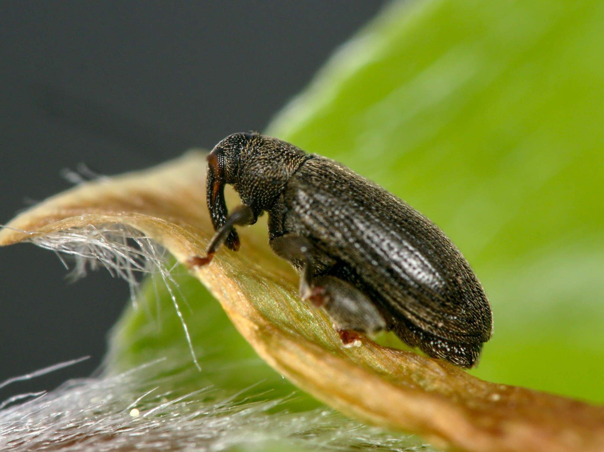 Rhynchaenus