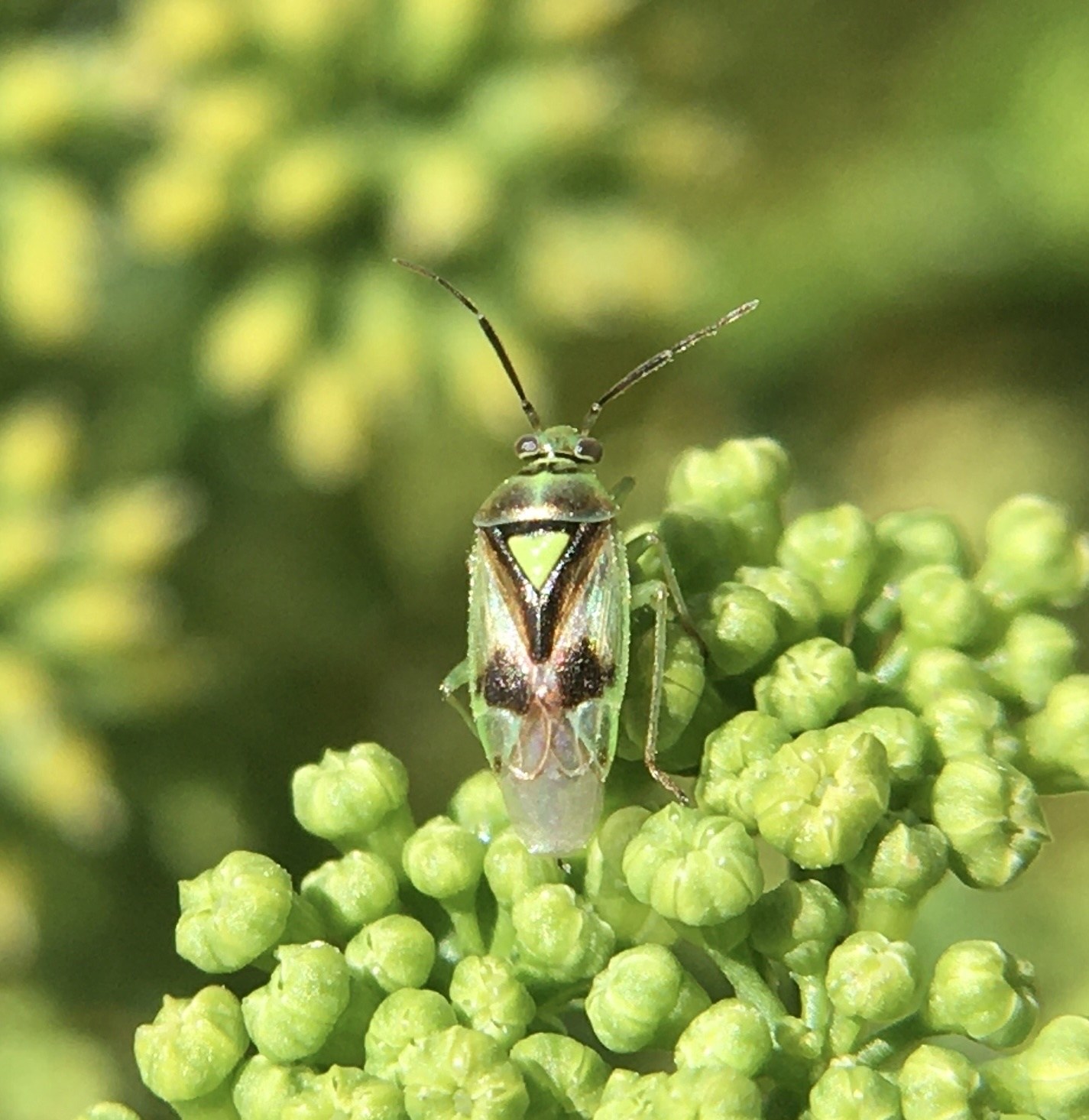 Orthops campestris