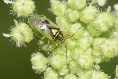Orthops campestris