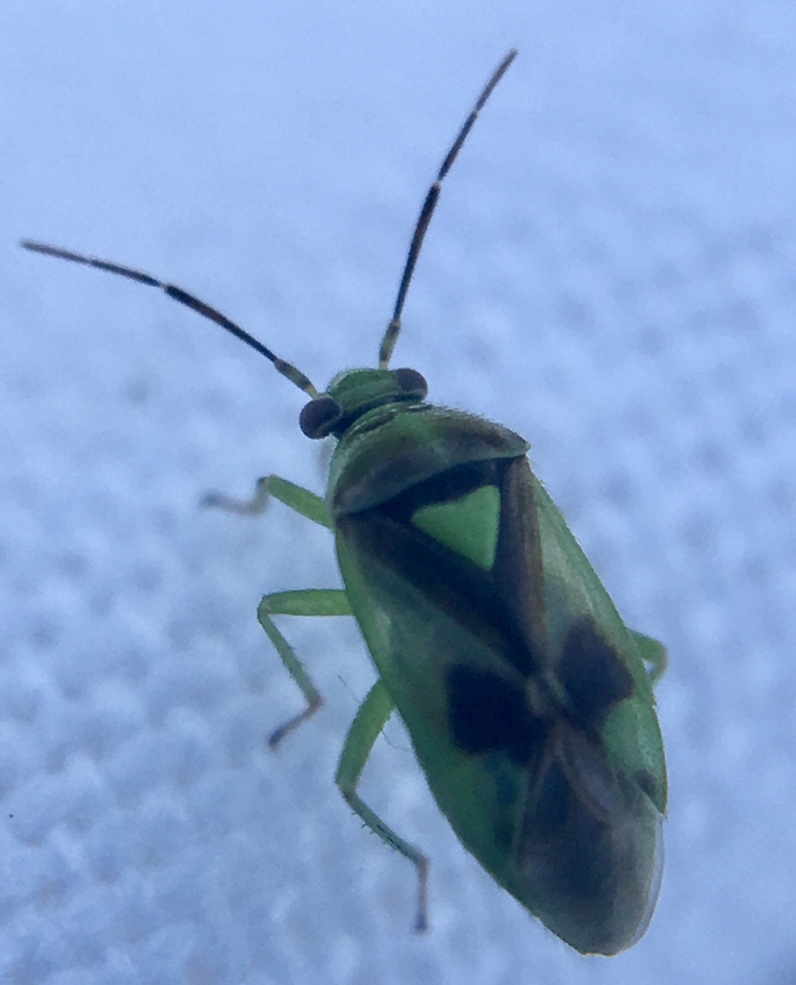 Orthops campestris