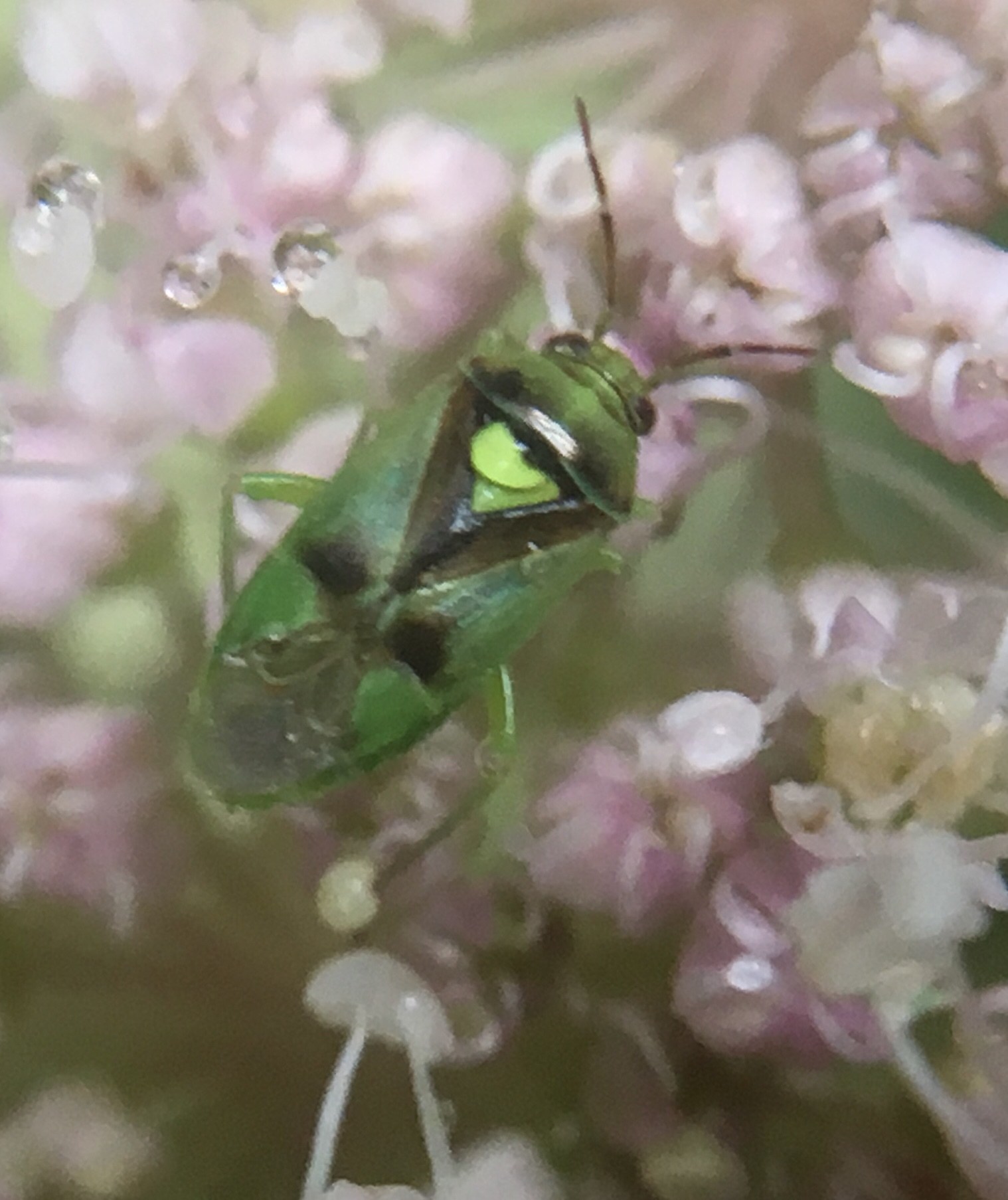 Orthops campestris