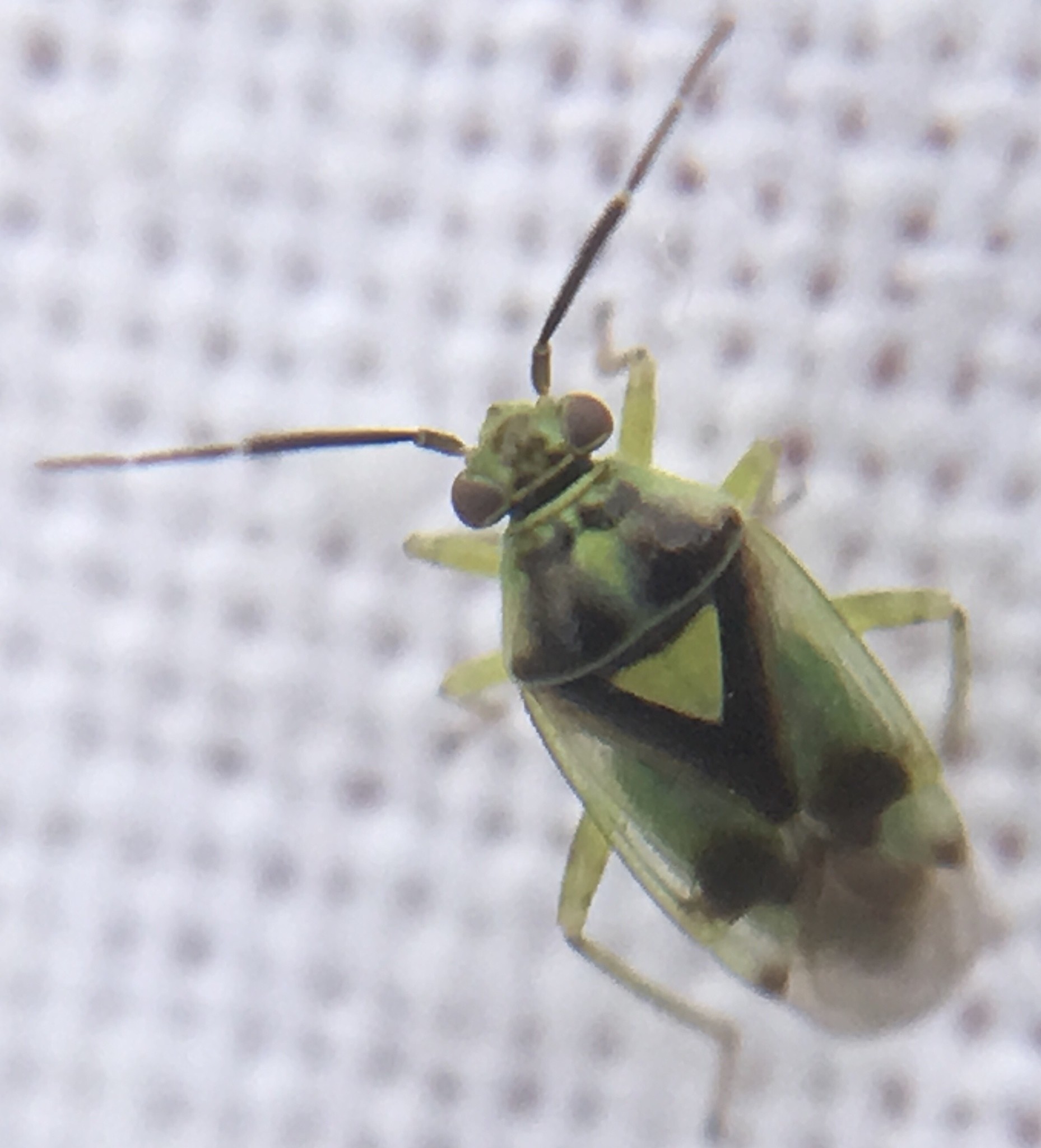 Orthops campestris