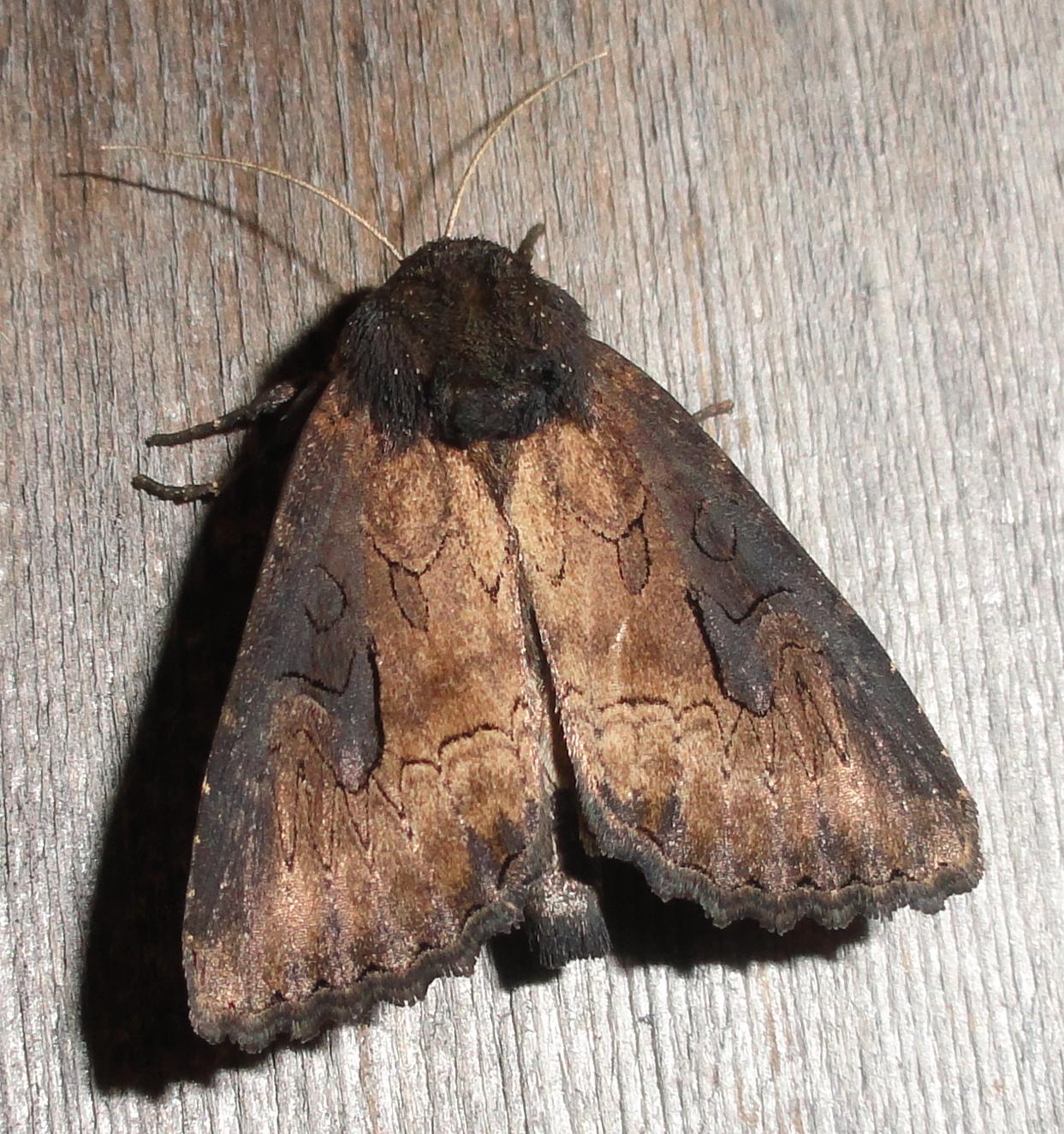 Macronoctua onusta