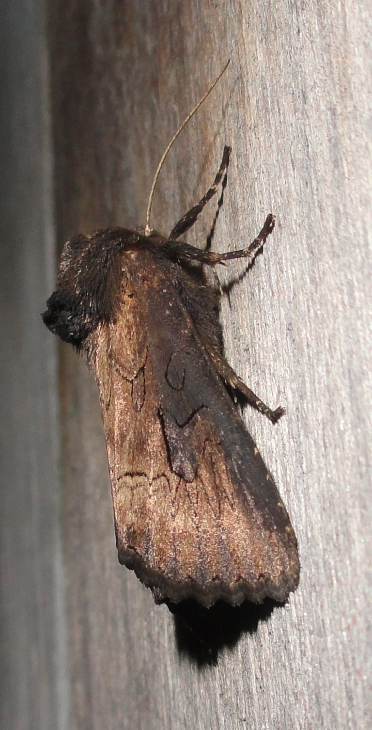 Macronoctua onusta