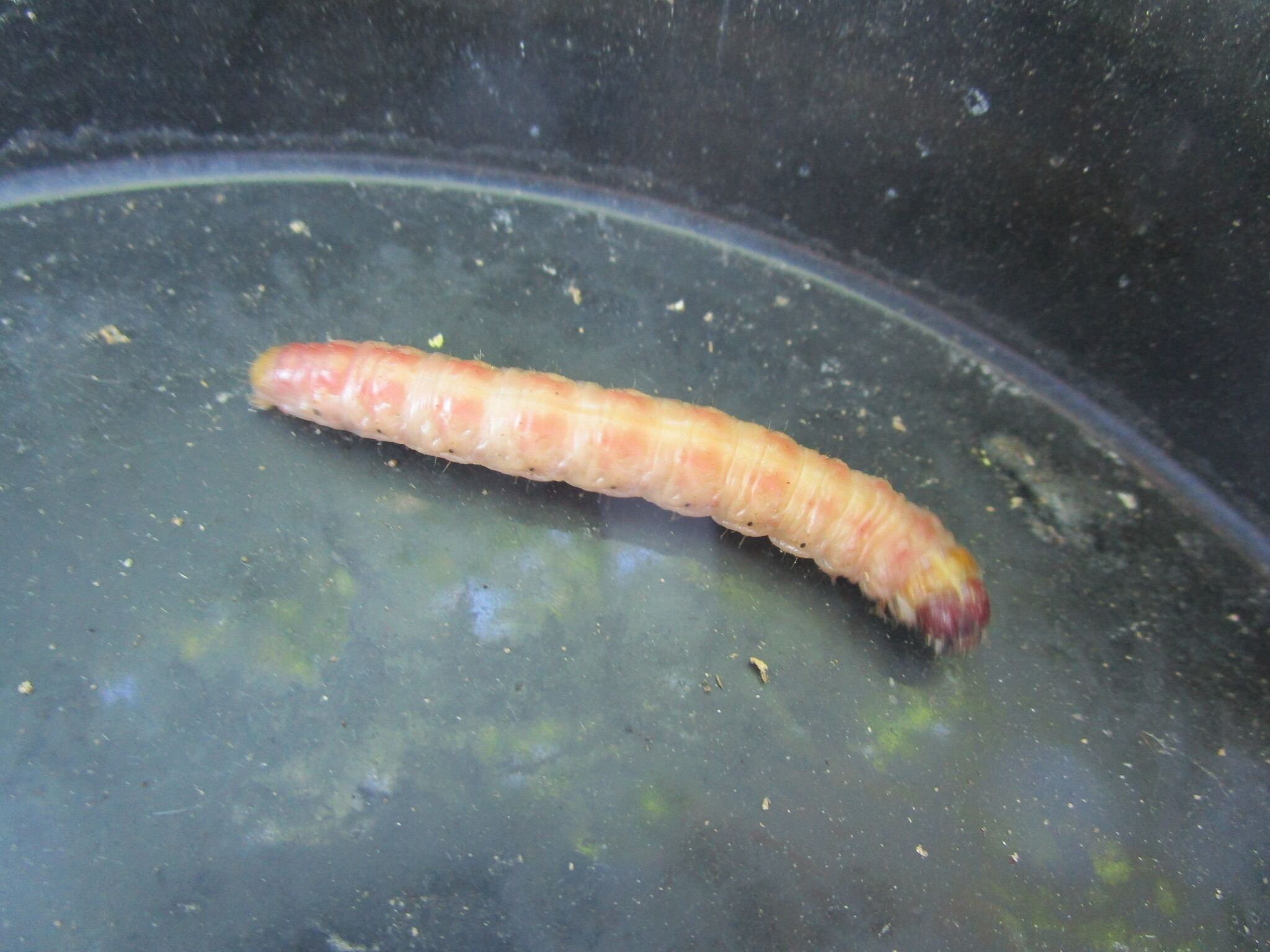 Macronoctua onusta