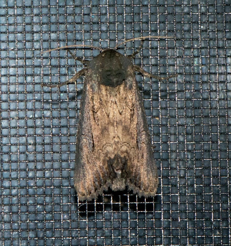 Macronoctua onusta