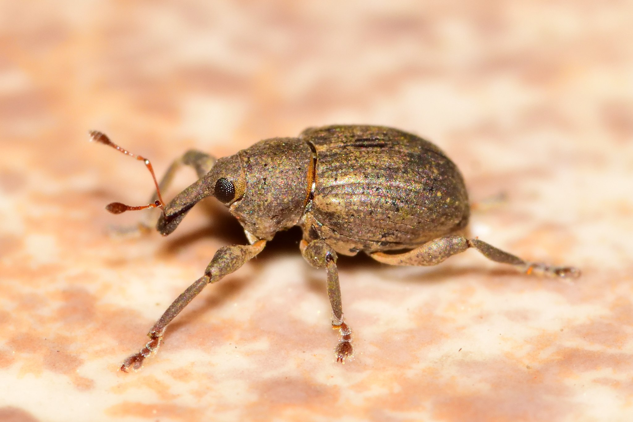Neochetina