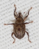 Neochetina