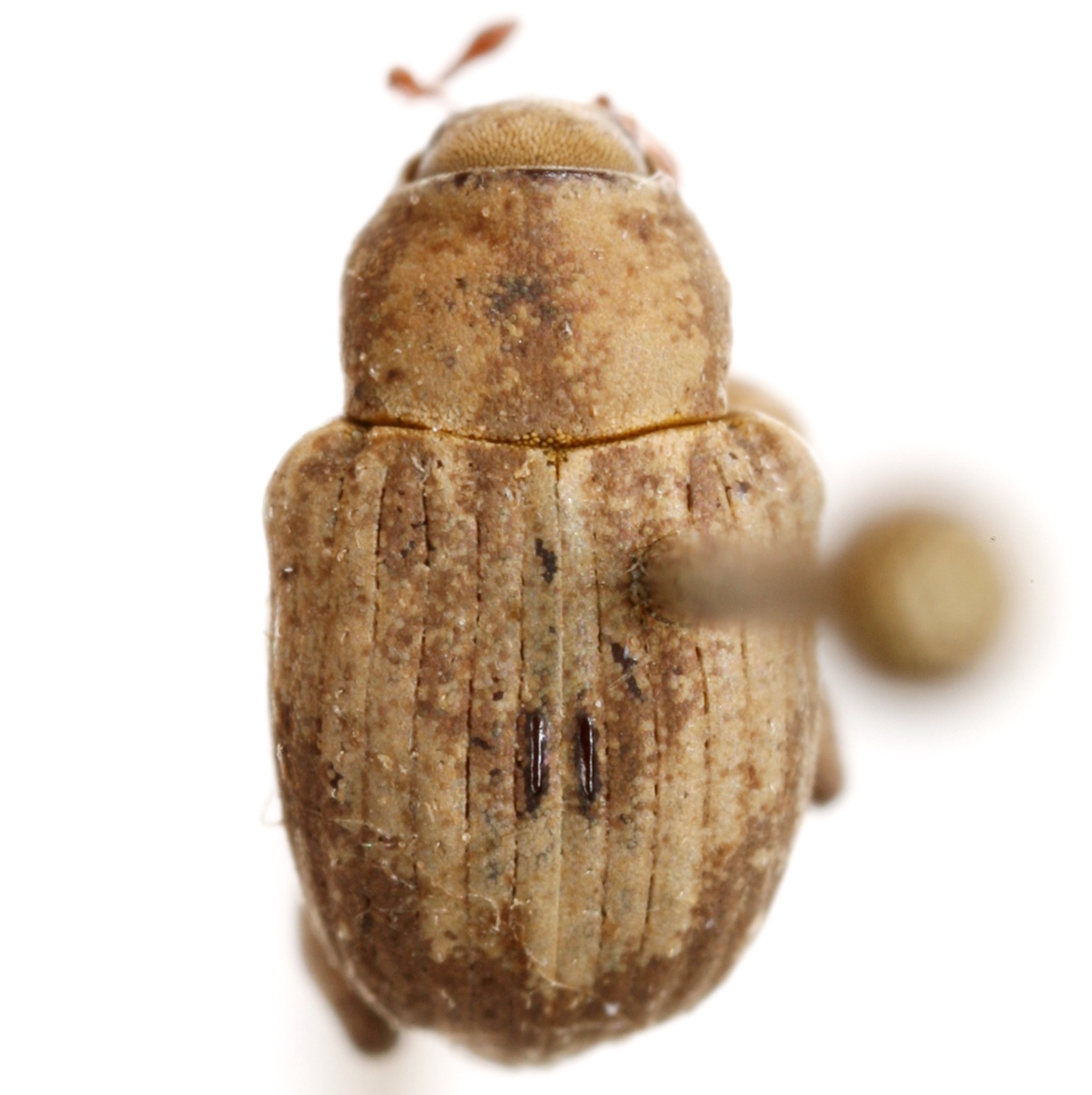 Neochetina