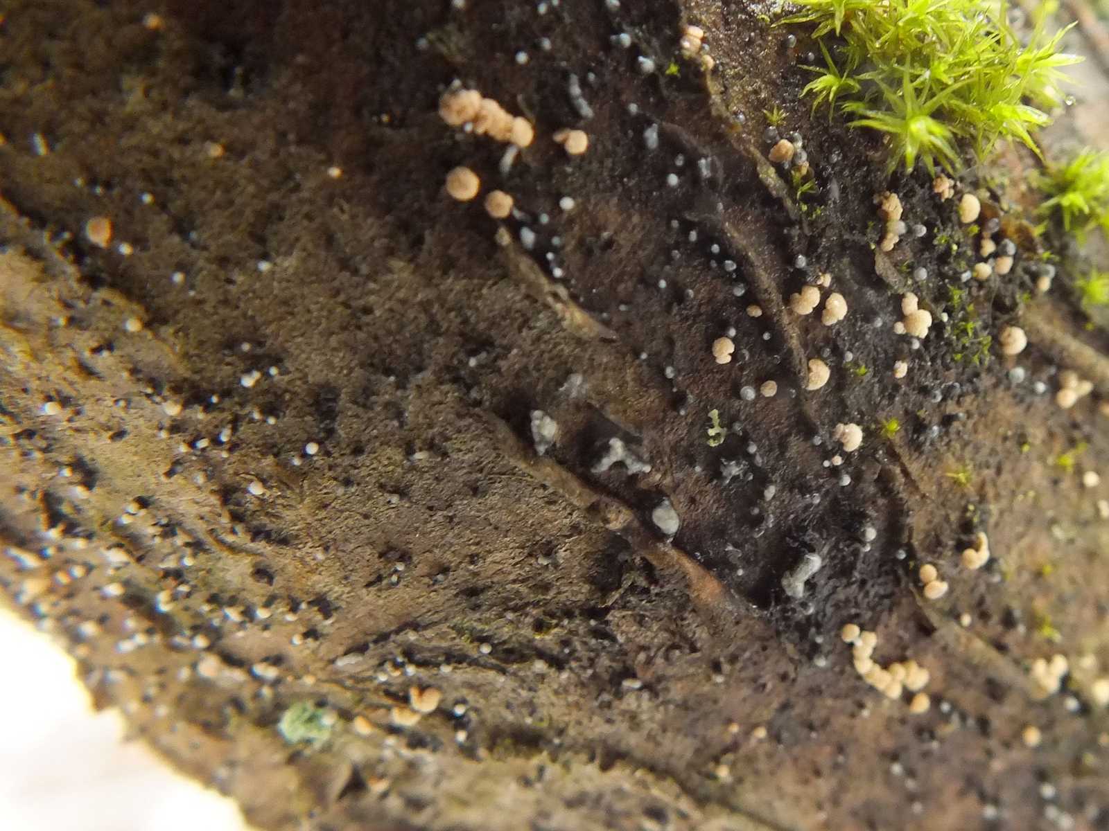 Cryptosporiopsis