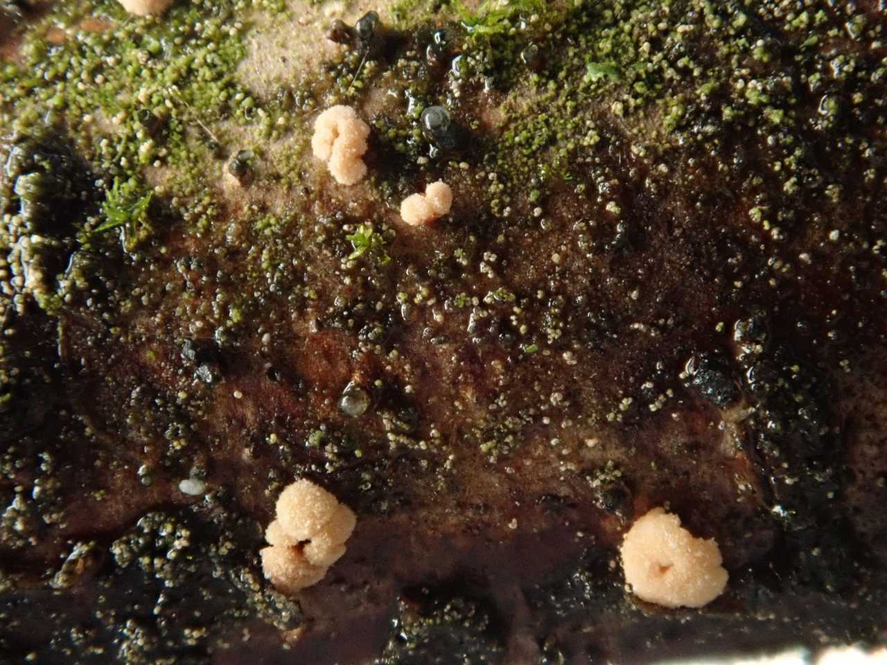 Cryptosporiopsis