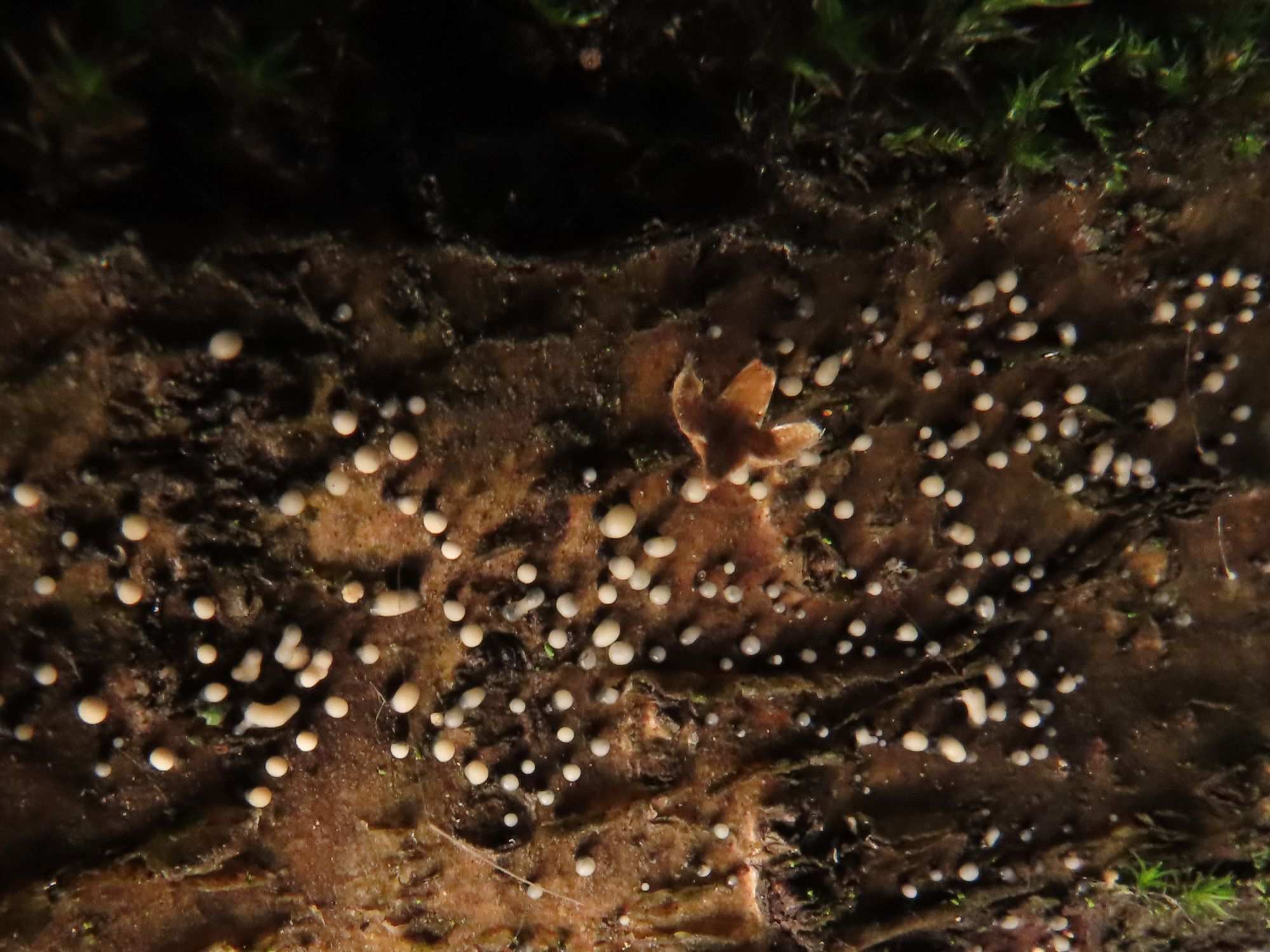 Cryptosporiopsis