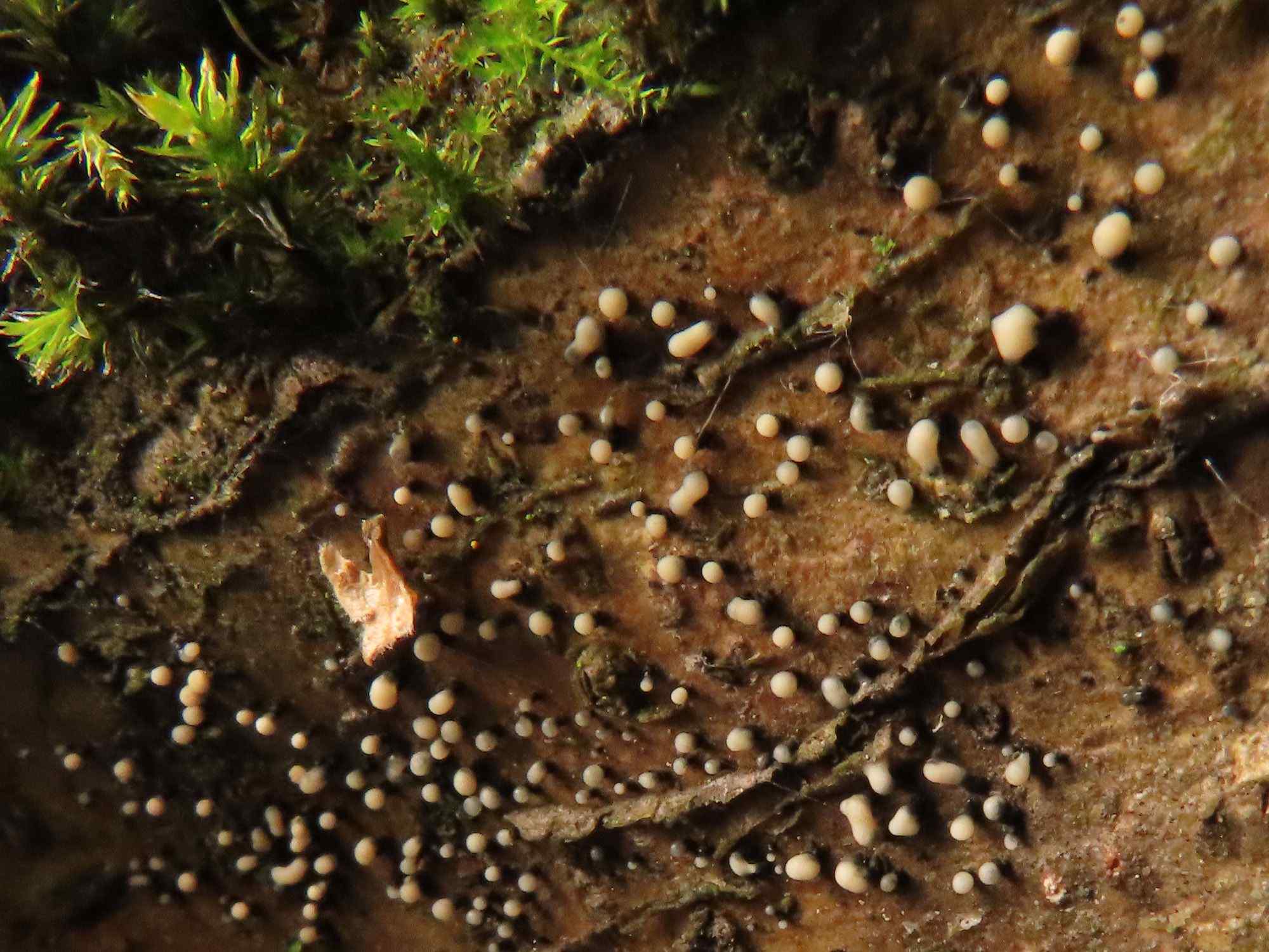 Cryptosporiopsis