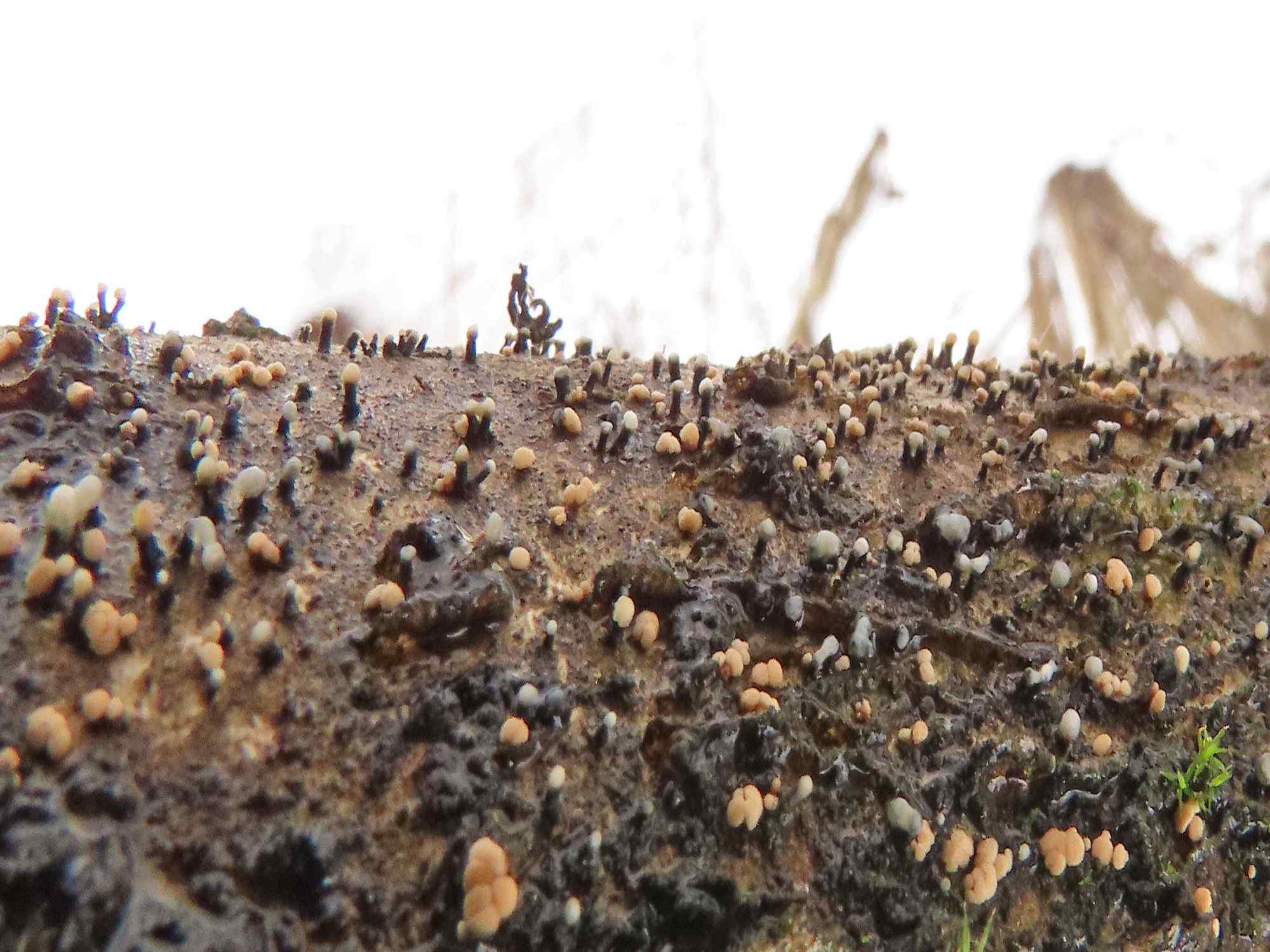 Cryptosporiopsis