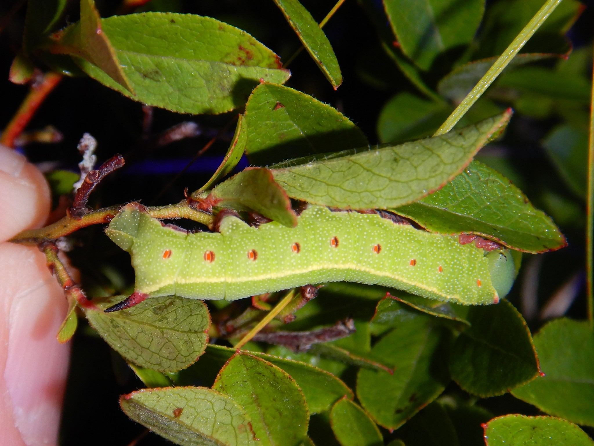 Hemaris gracilis