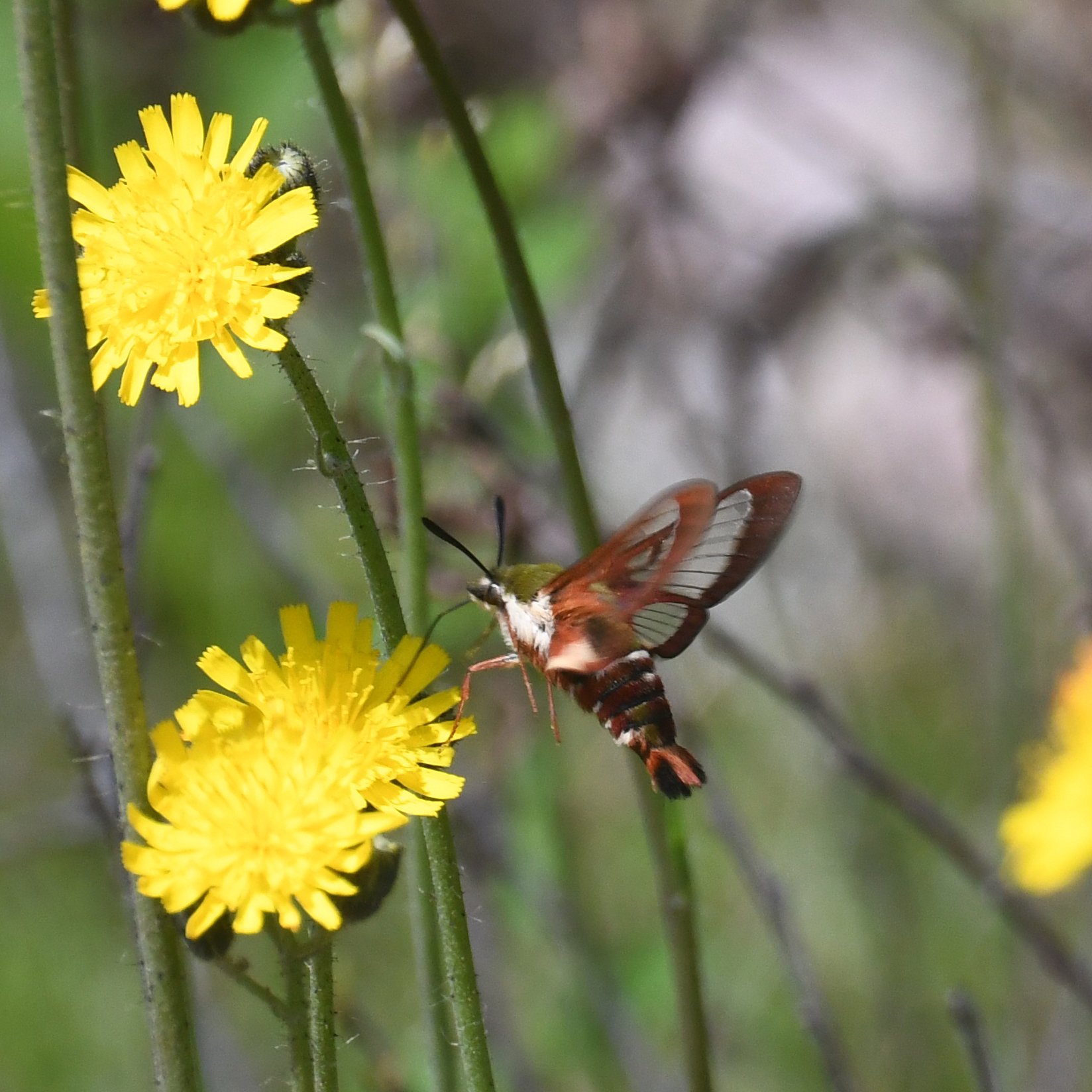 Hemaris gracilis