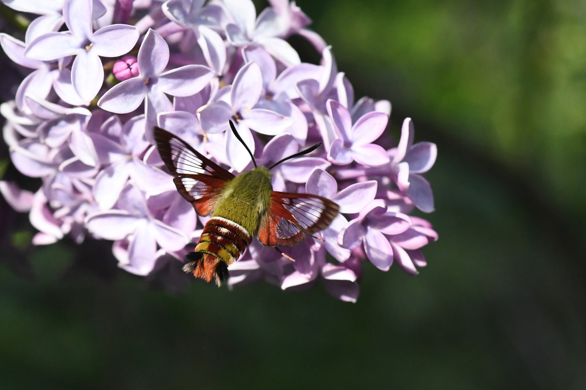 Hemaris gracilis