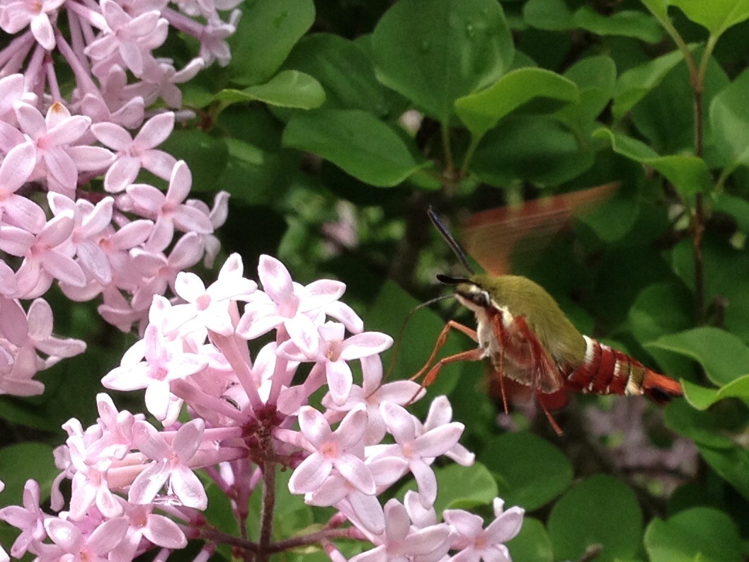 Hemaris gracilis