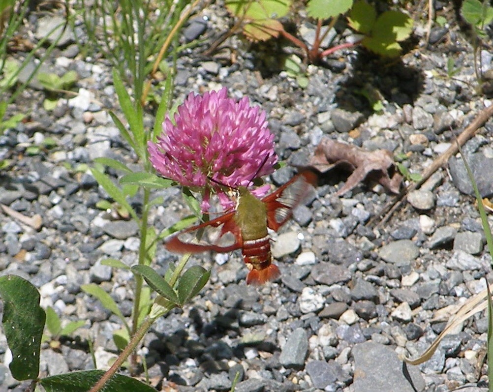 Hemaris gracilis