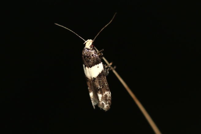 Recurvaria leucatella