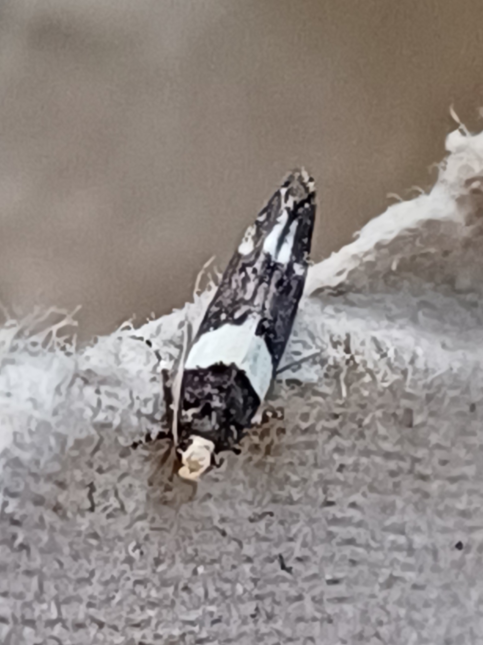 Recurvaria leucatella
