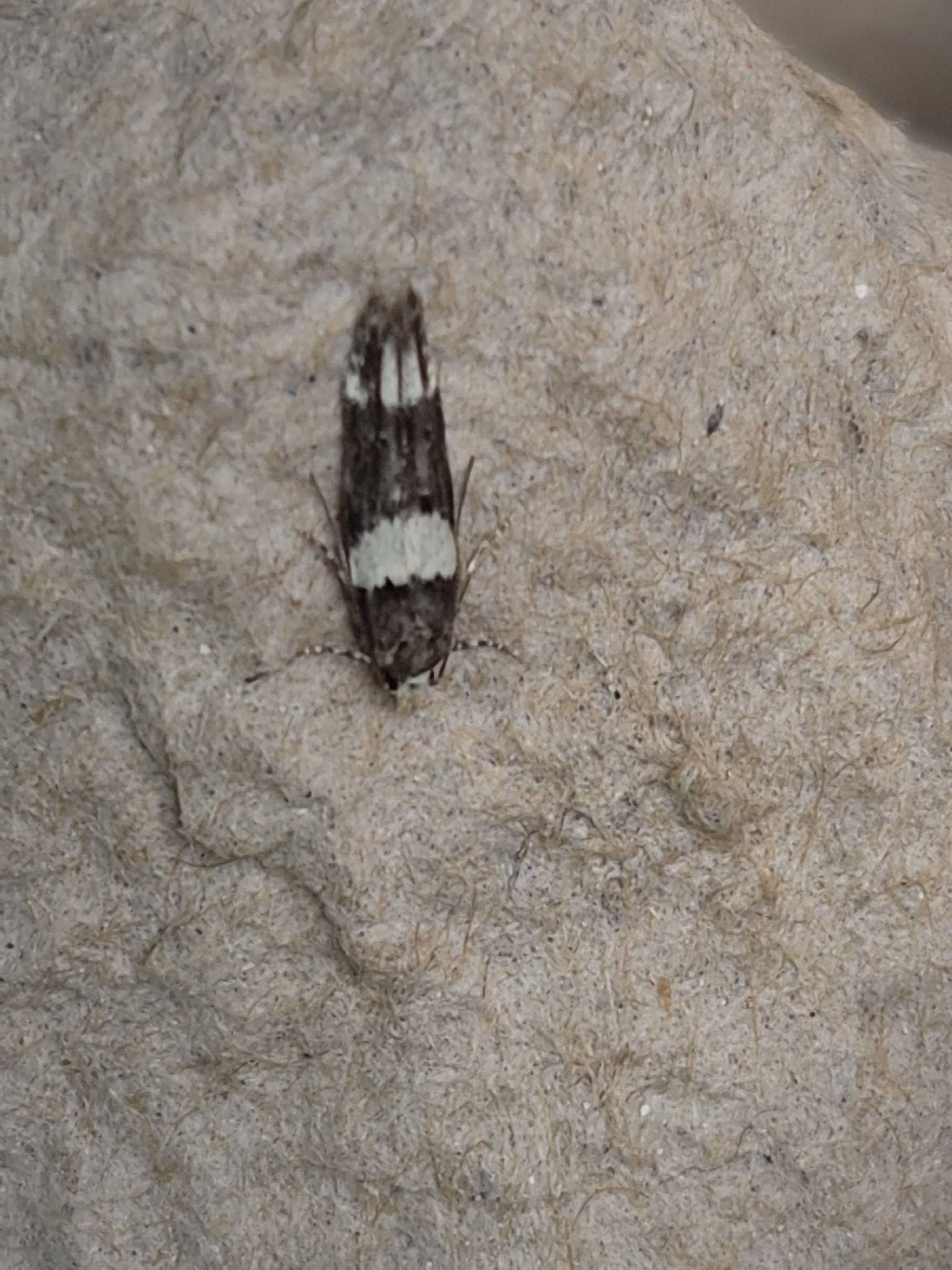 Recurvaria leucatella
