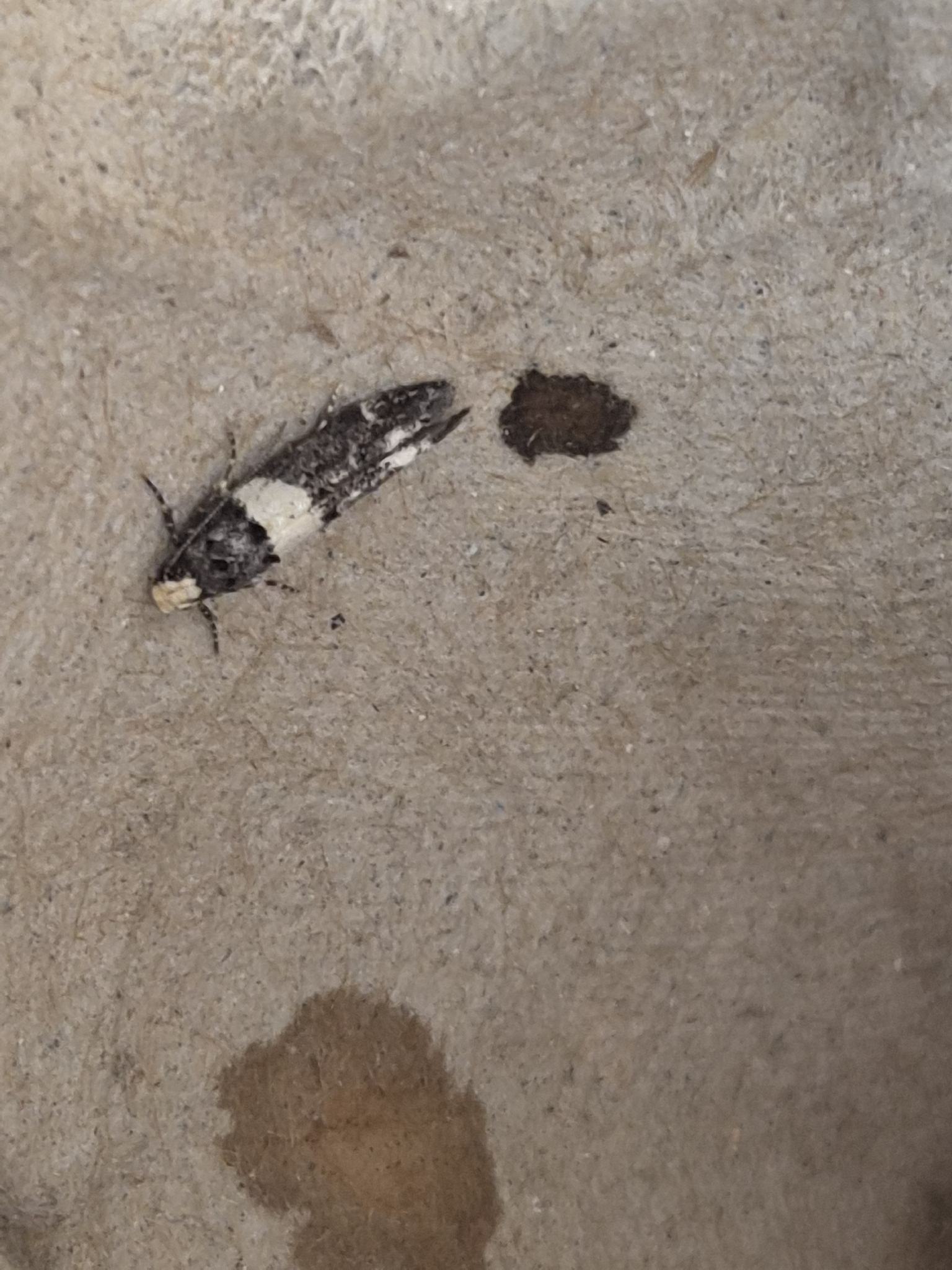 Recurvaria leucatella