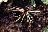 Rhizoctonia solani