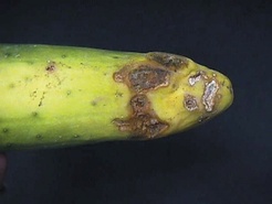 Rhizoctonia solani
