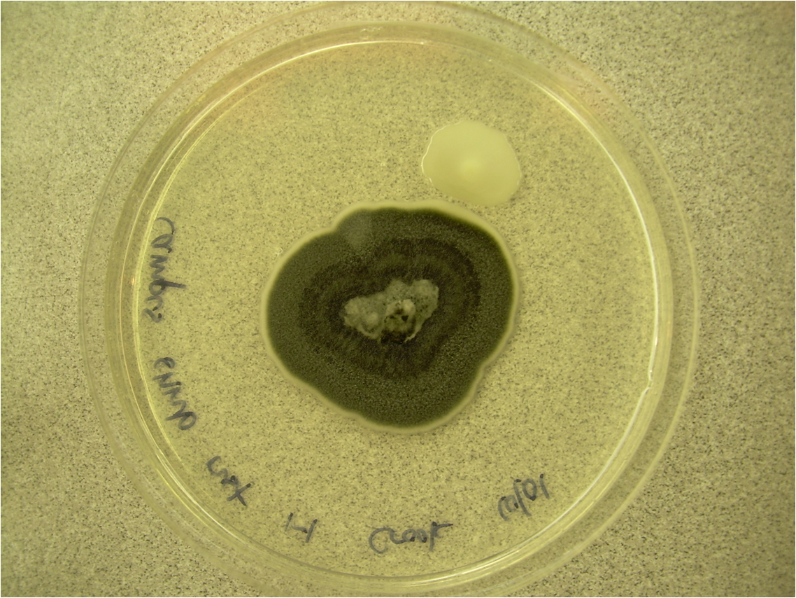 Rhizoctonia solani
