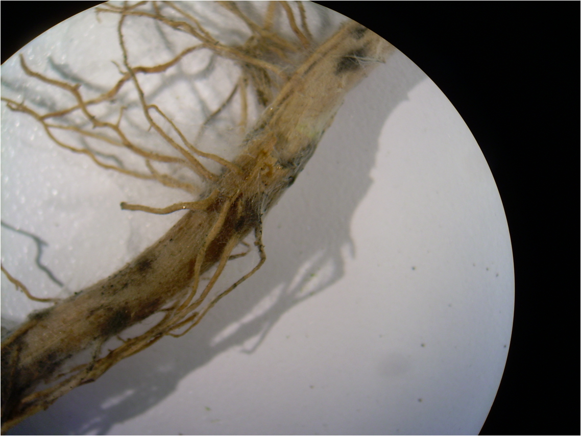 Rhizoctonia solani