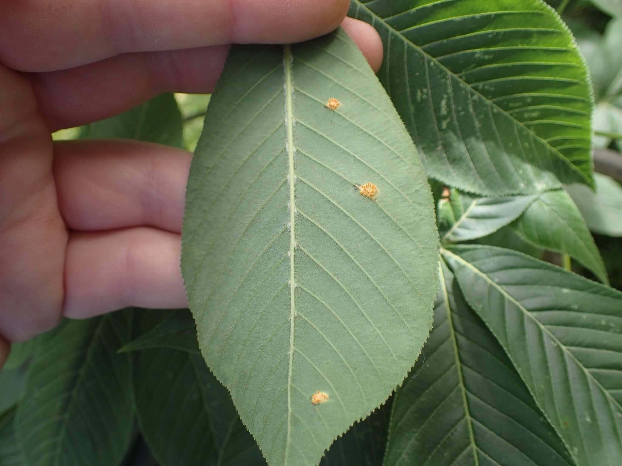 Puccinia andropogonis