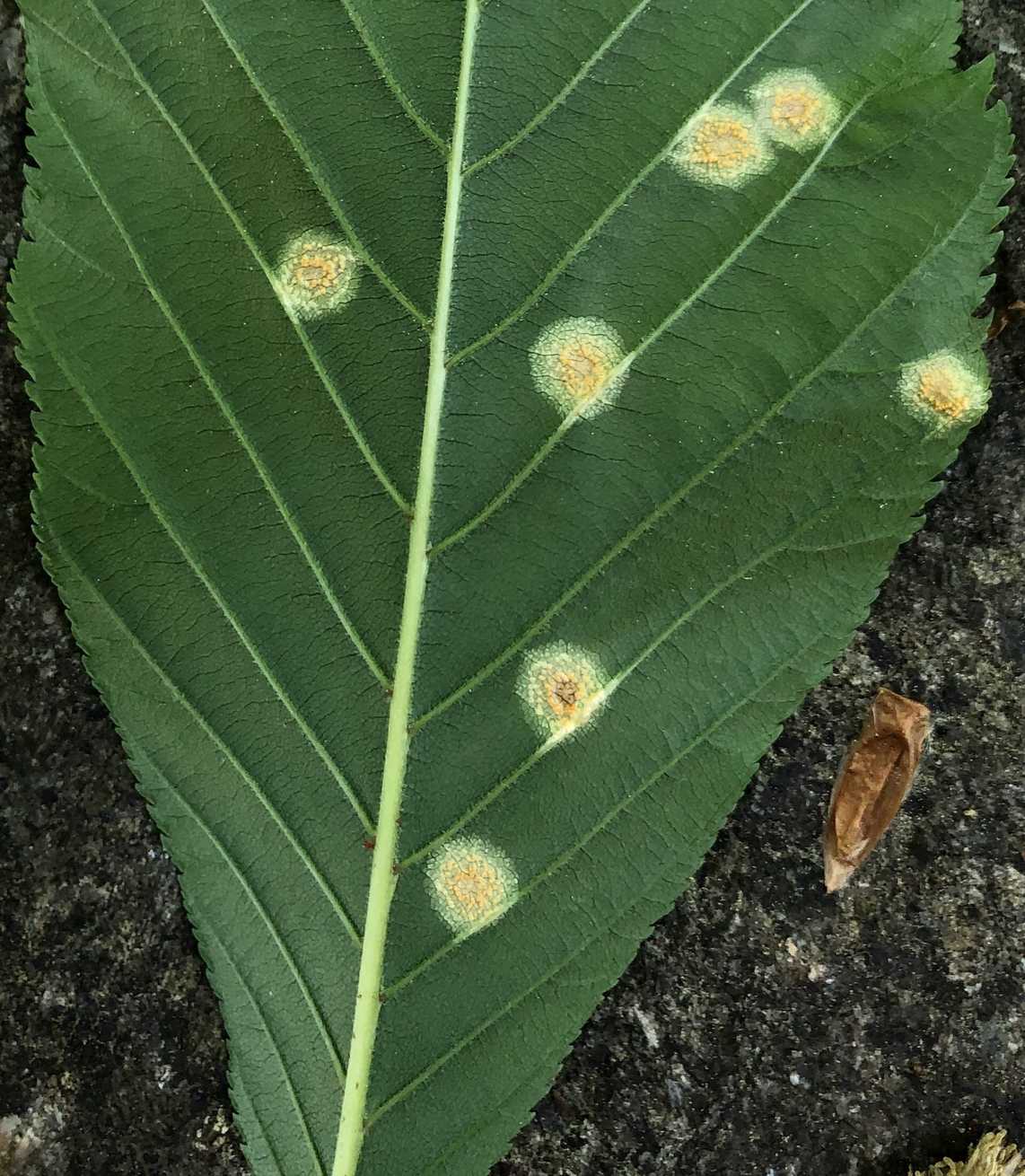 Puccinia andropogonis