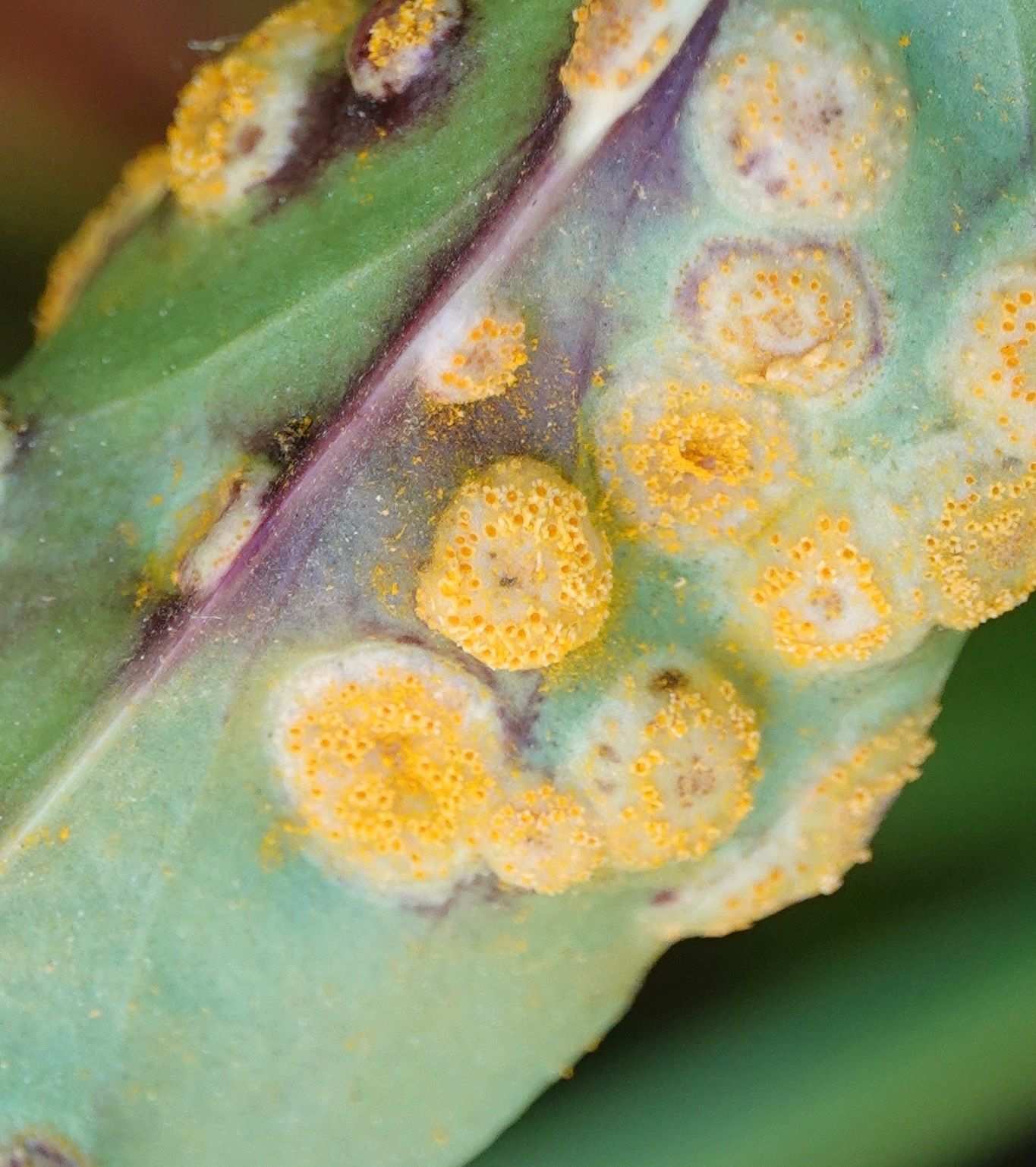 Puccinia andropogonis