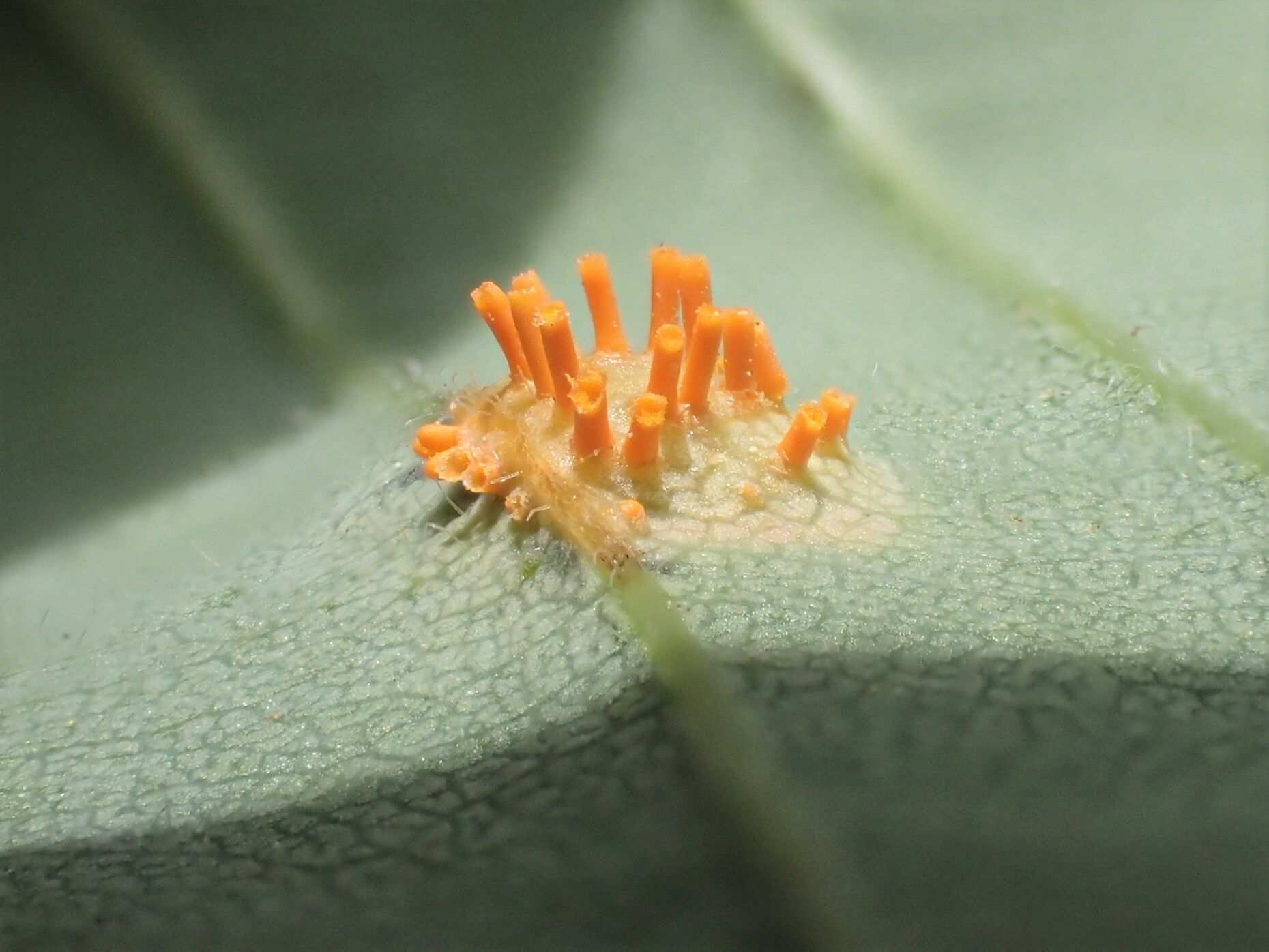 Puccinia andropogonis