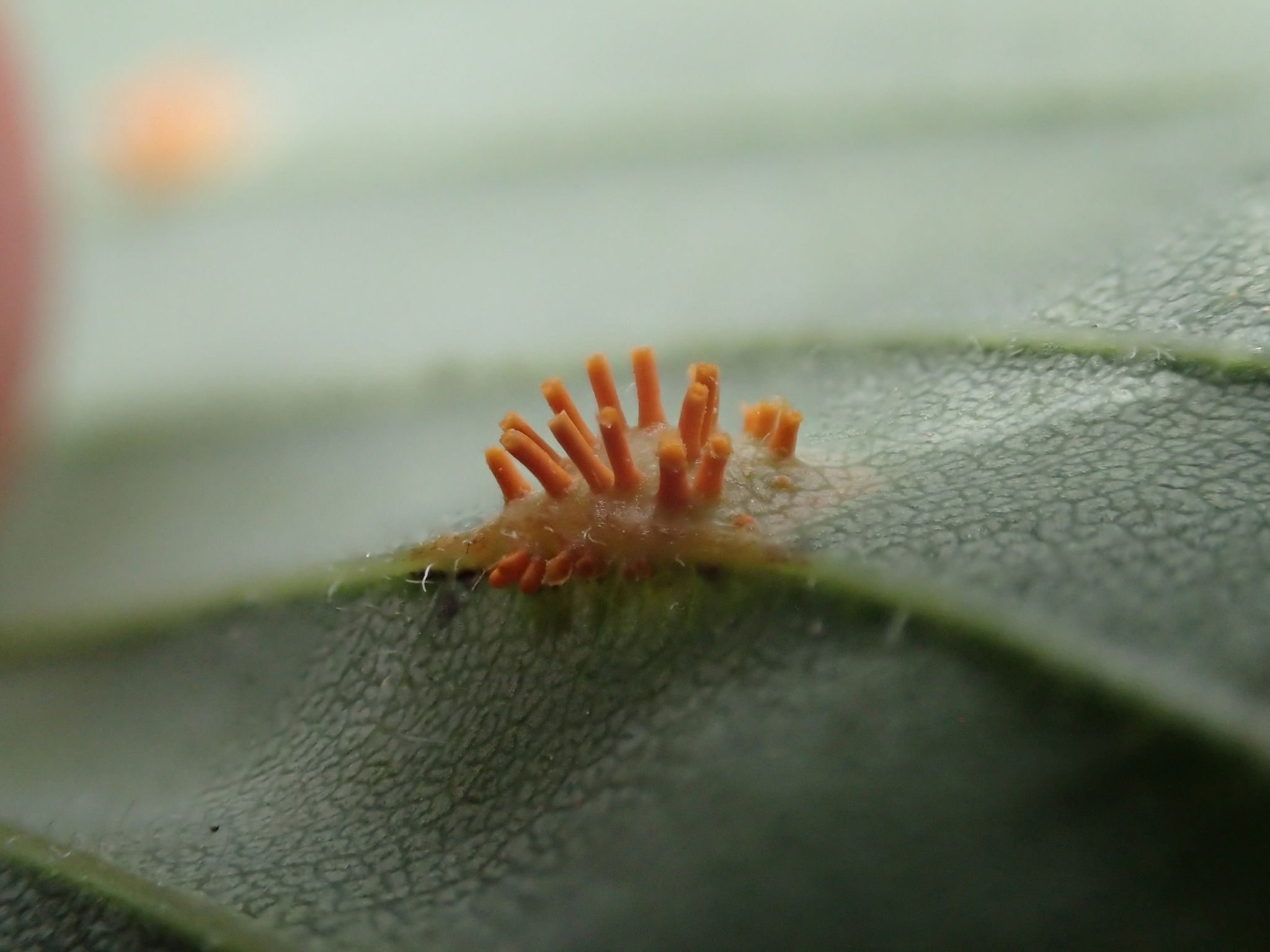 Puccinia andropogonis